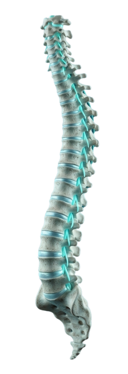 Premium 3D Spine Visualization